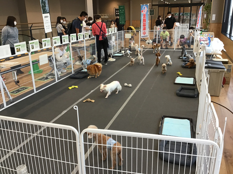 、カインズ里親譲渡会